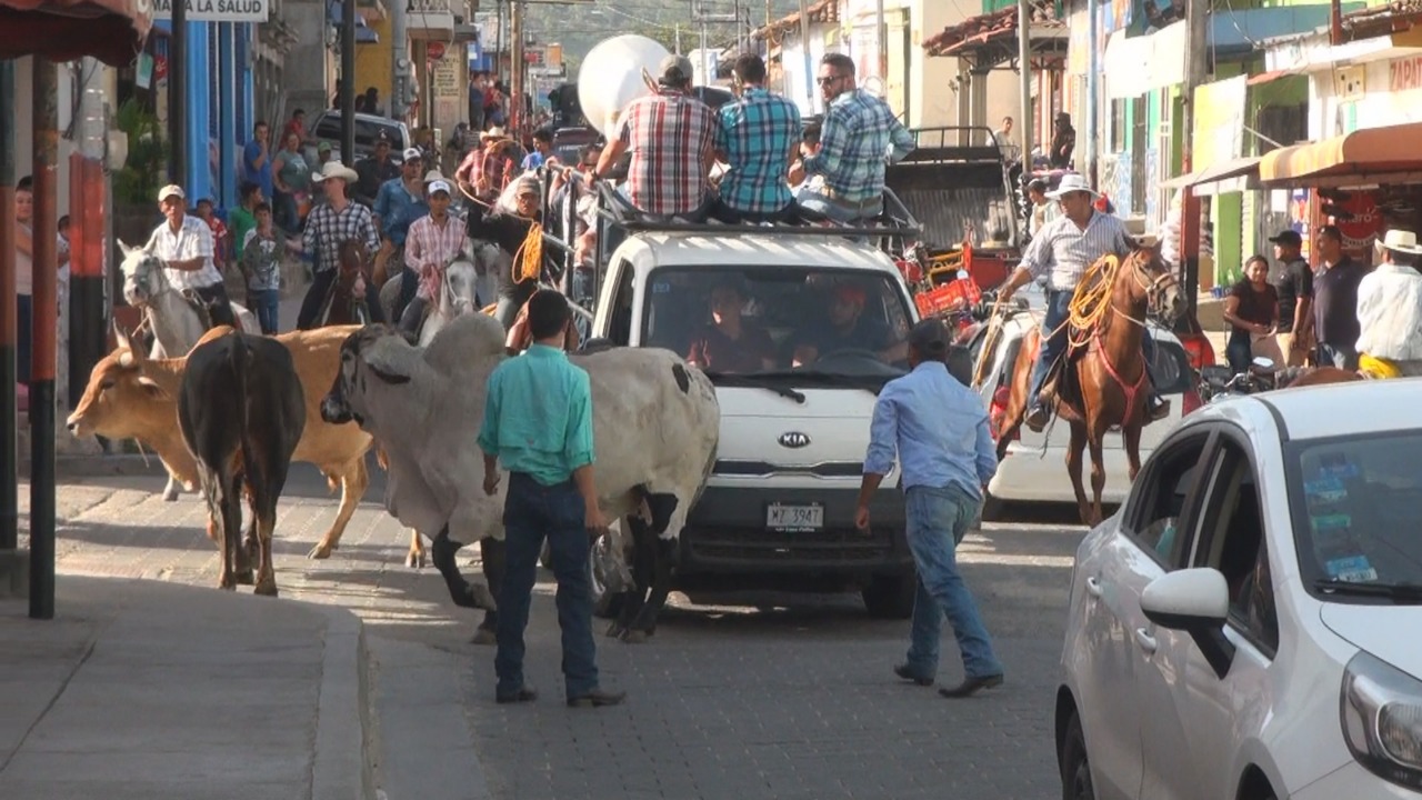 Toros1